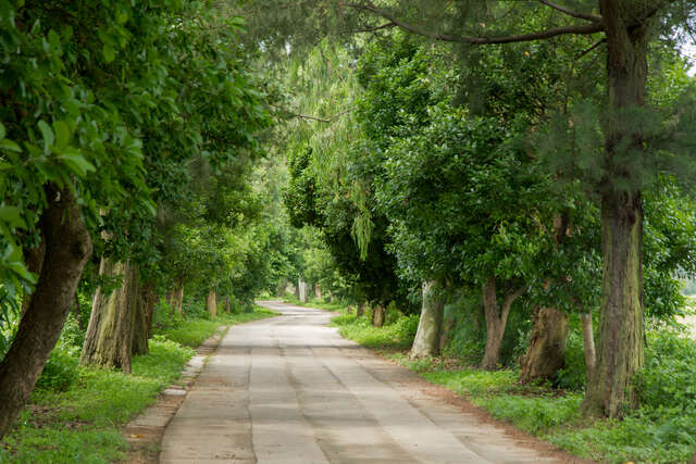 Camino forestal de Nanshan