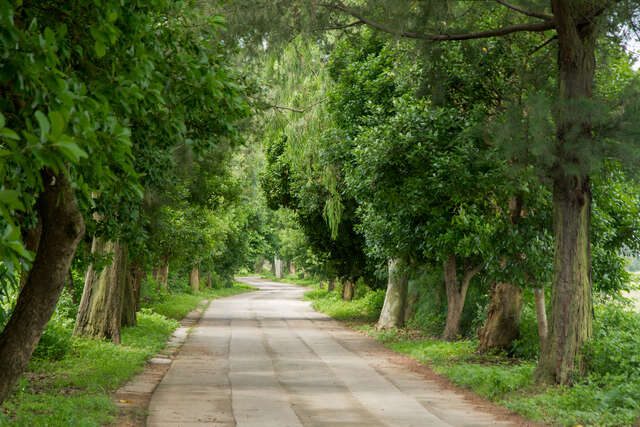 Nanshan Forest Road